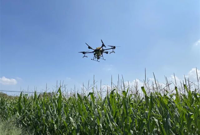 植保無(wú)人機(jī)助力張家港農(nóng)業(yè)防治水稻病蟲(chóng)害(圖1) 植保無(wú)人機(jī)助力張家港農(nóng)業(yè)防治水稻病蟲(chóng)害(圖1)